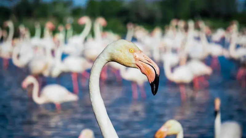 Paysage de Camargue